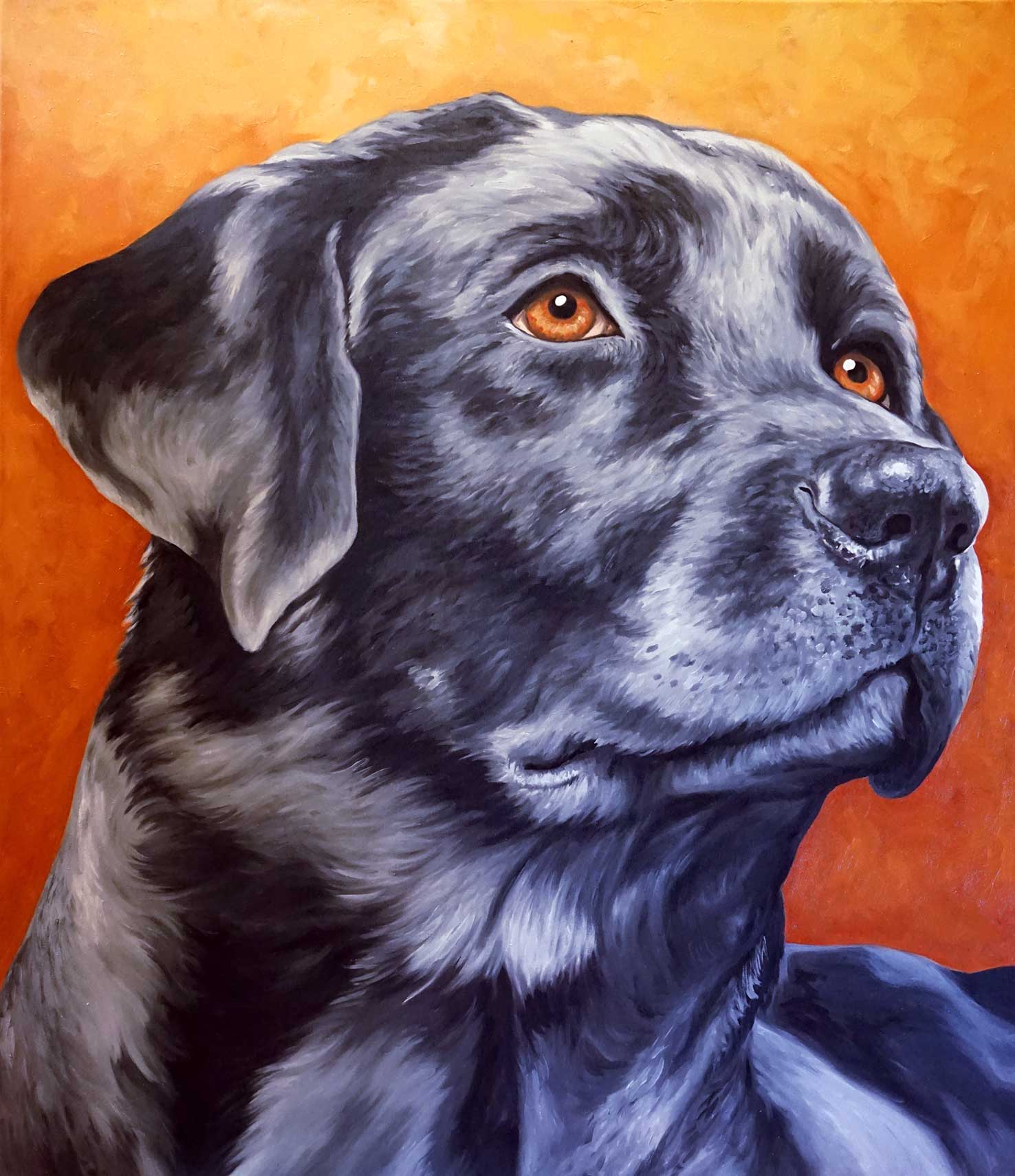 Ritratto Labrador nero, ritratto cane