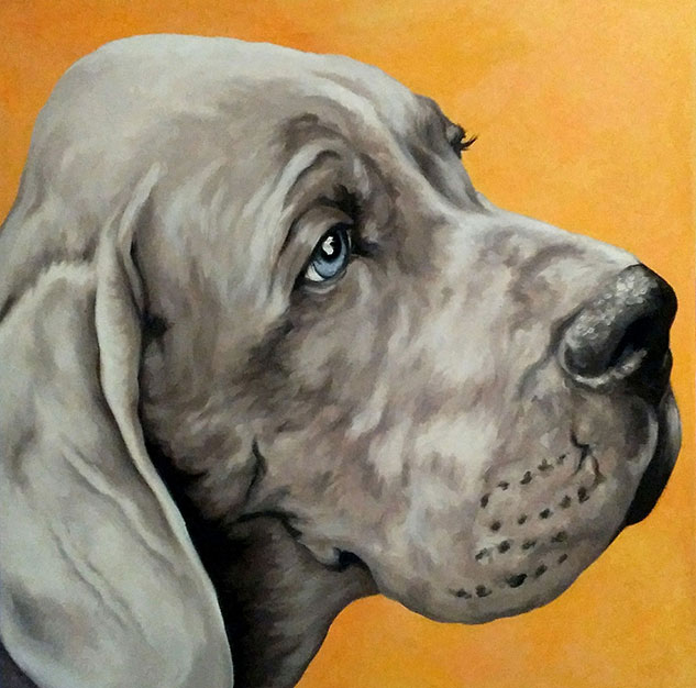 Weimaraner's portrait